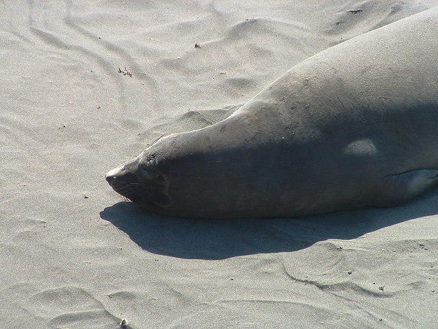 dscf0008.jpg