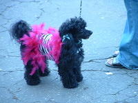 Poodle Parade 7/17/05