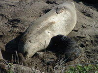 Elephant Seals