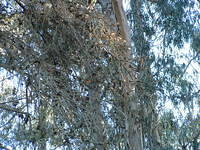 Butterflies in Pismo Beach