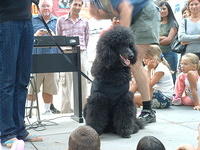 Santa Barbara French Festival Poodle Parade