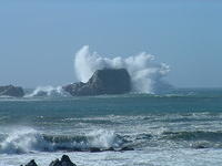 Elephant Seals 11/7/09